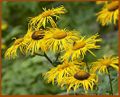 Inula orgyalis (syn I.helenium ssp.orgyalis).jpg