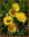 Inula oculus-christi (Lower Austria).jpg