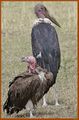 Torgos tracheliotus & Leptoptilos crumeniferus.jpg