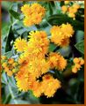 Inula germanica (Prague).jpg