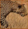Henna Panthera pardus.jpg