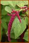 Amaranthus caudatus (Jardin botanique de Montreal Quebec).jpg