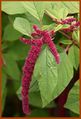 Amaranthus caudatus (Jardin botanique de Montreal Quebec).jpg
