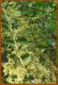 Hennae (Lawsonia inermis).jpg